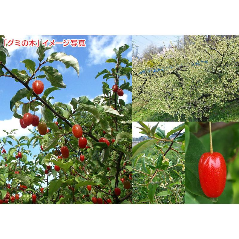 ビッググミの木 2m超え ぐみの木 ビックリグミ 2年生ロングスリット鉢植え 限定販売 爆買い