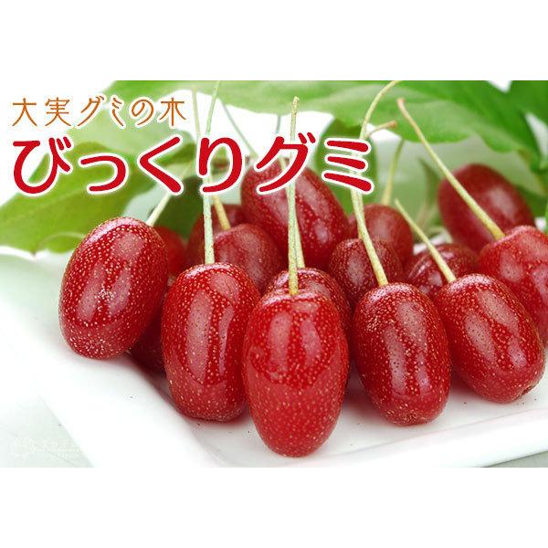 大実 グミの木 『 びっくりグミ 』 13.5cmポット苗木（ ビックリグミ