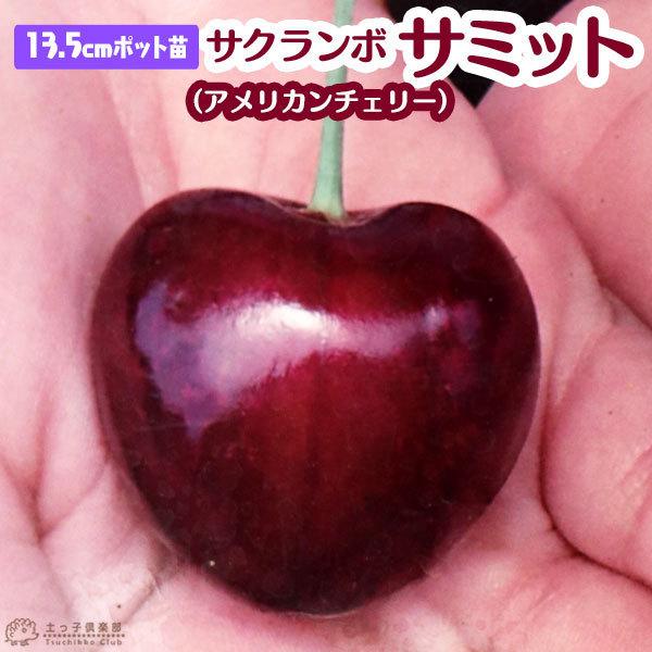 サクランボ 『 サミット 』（ アメリカンチェリー ）13.5cmポット苗木 （ 接ぎ木苗 ）（Yahoo!・花と緑の専門店 土っ子倶楽部）