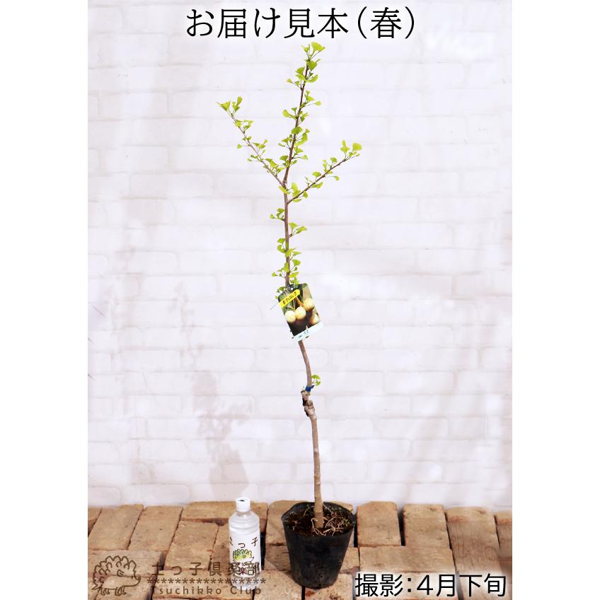 銀杏 イチョウ ギンナン オス木 2年生接ぎ木 15cmポット苗 F 228 花と緑の専門店 土っ子倶楽部 通販 Yahoo ショッピング