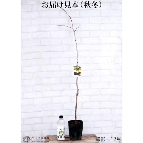 銀杏 イチョウ ギンナン オス木 2年生接ぎ木 15cmポット苗 F 228 花と緑の専門店 土っ子倶楽部 通販 Yahoo ショッピング