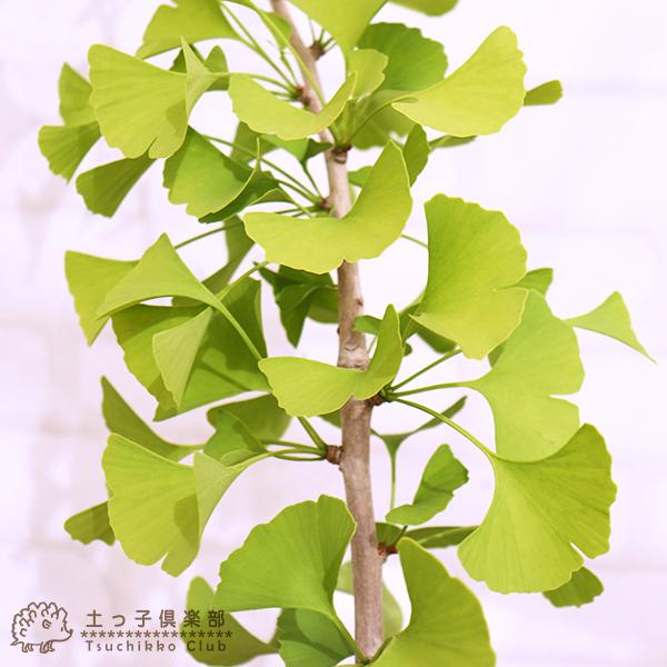 銀杏 （ イチョウ・ギンナン ）『 オス木 』 2年生接ぎ木 15cmポット苗