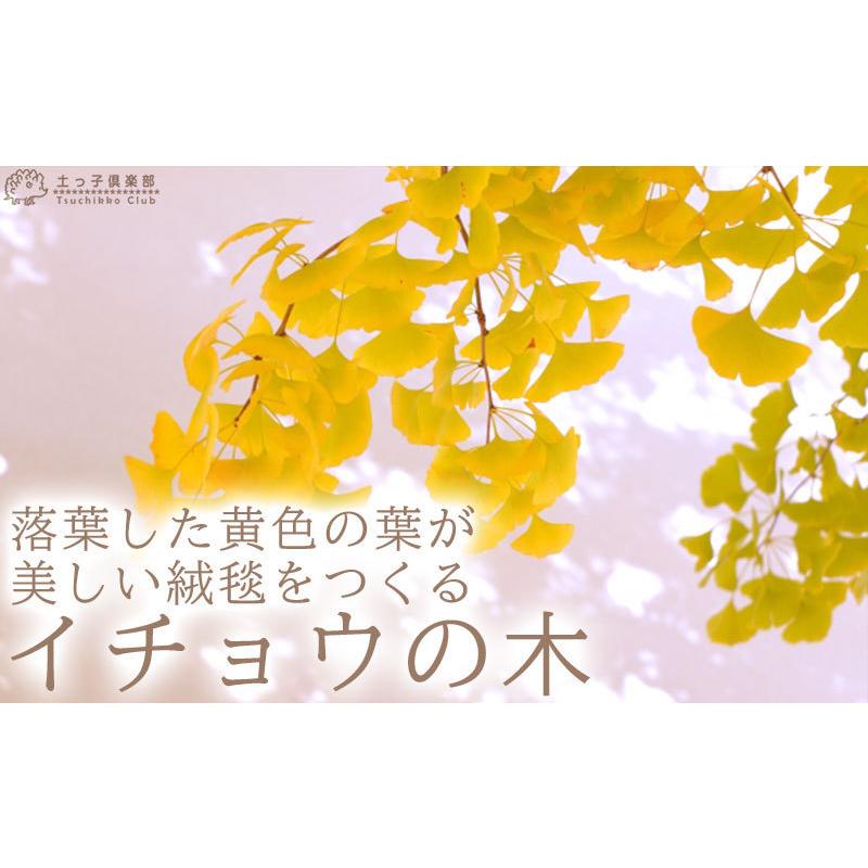 銀杏 イチョウ ギンナン オス木 2年生接ぎ木 15cmポット苗 F 228 花と緑の専門店 土っ子倶楽部 通販 Yahoo ショッピング