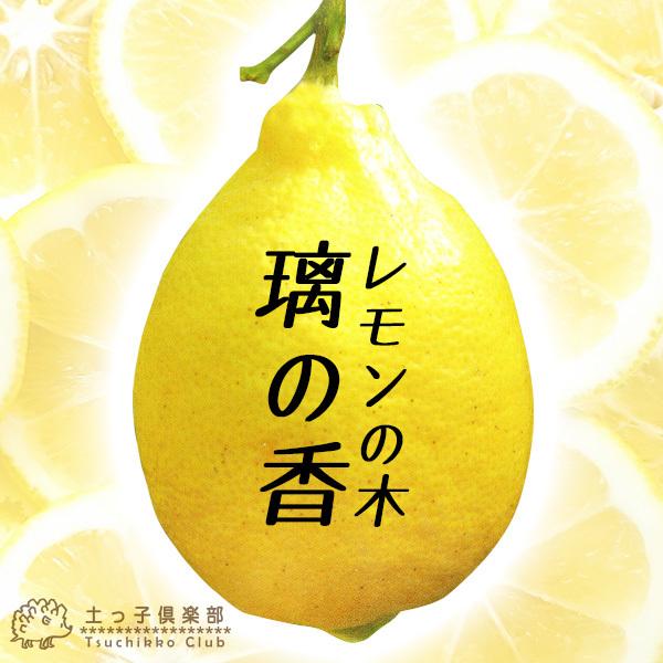 レモンの木 『 璃の香 （りのか） 』 15cmポット苗木 土っ子倶楽部