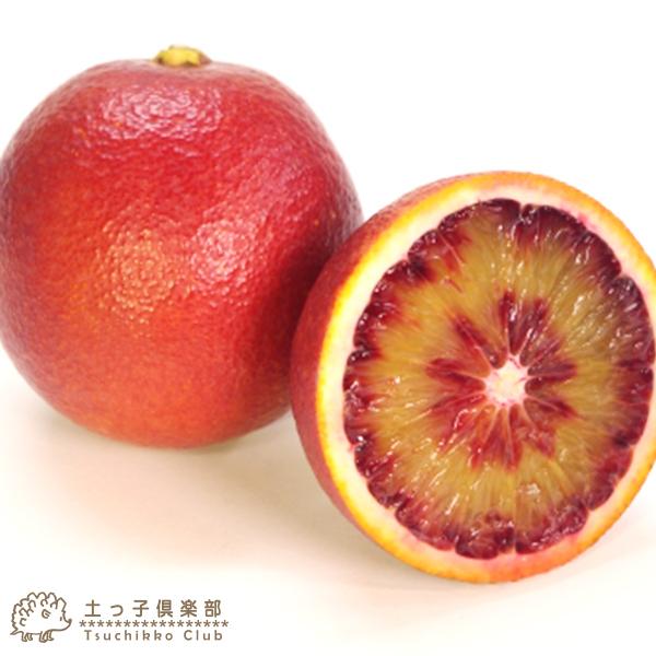 ブラッドオレンジ 『 モロ 』 15cmポット接木苗 【 珍種 】 : 花と緑の