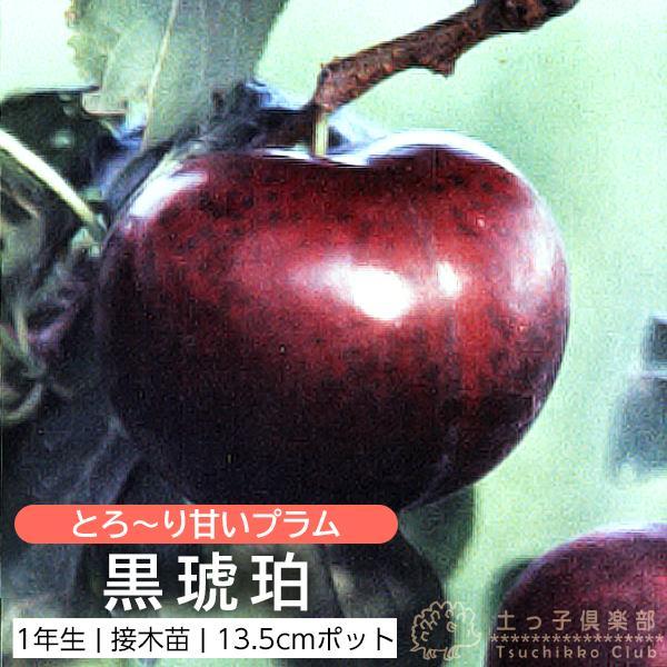 プラム （ スモモ ） 『 黒琥珀 ( クロコハク ) 』 13.5cmポット 1年生