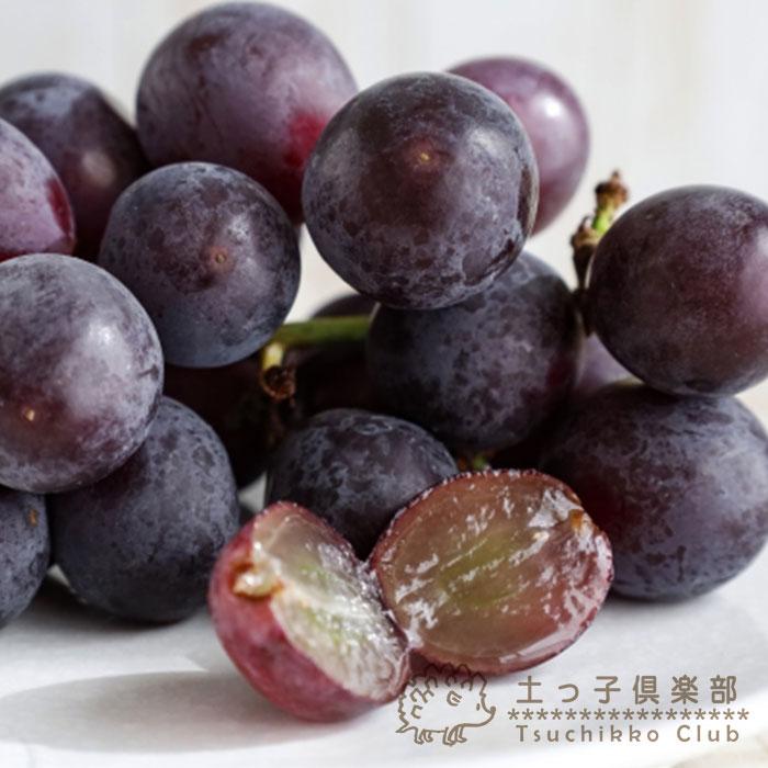 ぶどう ( ブドウ )『 巨峰 キョホウ ) 』 13.5cmポット 2年生 挿木苗