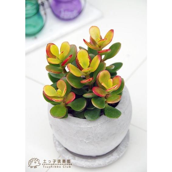 多肉植物 『 黄金姫花月 』 9cmポット苗 （ 金のなる木 ） : 花と緑の