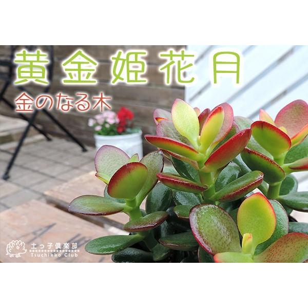 多肉植物 『 黄金姫花月 』 9cmポット苗 ( 金のなる木 ) : 花 多肉植物 『 黄金姫花月 』 9cmポット苗 ( 金のなる木 ) : 花