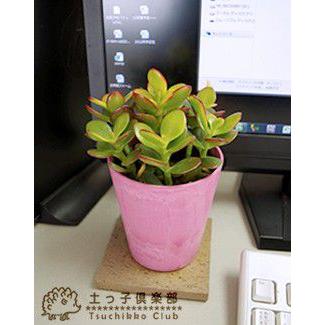 多肉植物 『 黄金姫花月 』 選べるカラーポット入り : 花と緑の専門店