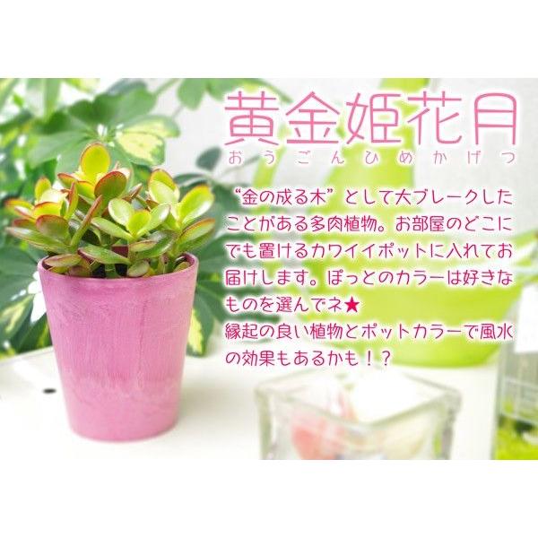 多肉植物 『 黄金姫花月 』 選べるカラーポット入り : 花と緑の専門店