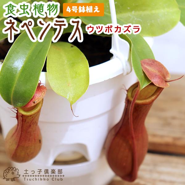 食虫植物 『 ネペンテス （ ウツボカズラ ） 』 4号鉢植え :g-035-h4:花と緑の専門店 土っ子倶楽部 - 通販 - Yahoo!ショッピング