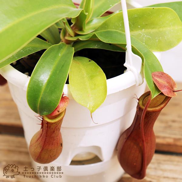 食虫植物 『 ネペンテス （ ウツボカズラ ） 』 4号鉢植え : 花と緑の