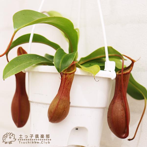 食虫植物 『 ネペンテス （ ウツボカズラ ） 』 4号鉢植え : 花と緑の