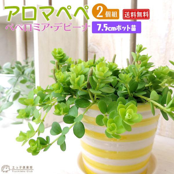待望 ミニ観葉 アロマペペ ペペロミア デピーナ 2個セット 送料無料 7 5cmポット苗