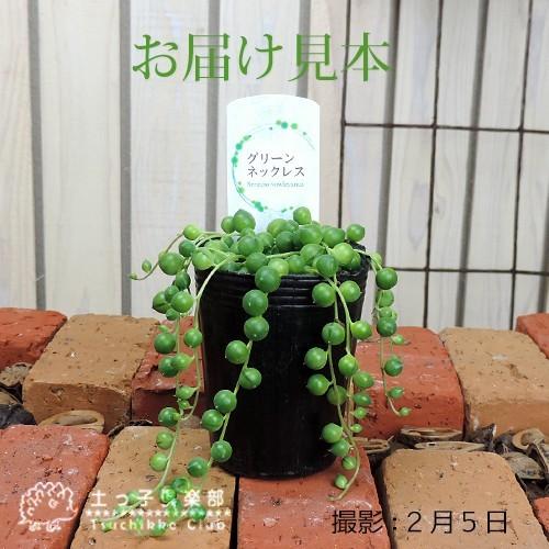 多肉植物 『 グリーンネックレス （ 緑の鈴 ） 』 2個セット 送料無料