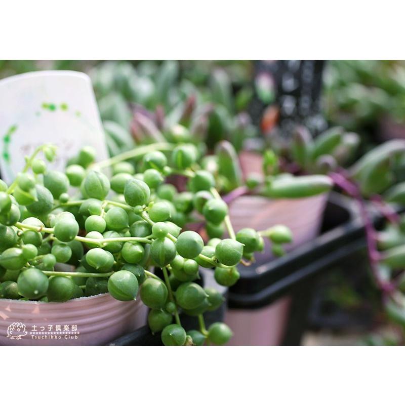 多肉植物 グリーンネックレス 緑の鈴 7 5cmポット苗 G 050 花と緑の専門店 土っ子倶楽部 通販 Yahoo ショッピング