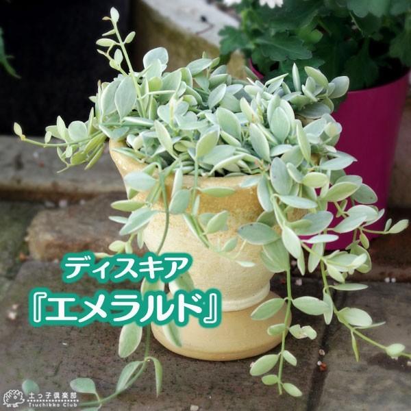 ディスキディア 『 エメラルド 』 7.5cmポット苗 : 花と緑の専門店 土