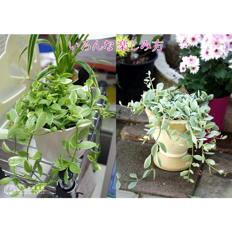 ディスキディア 『 エメラルド 』 7.5cmポット苗 : 花と緑の専門店 土