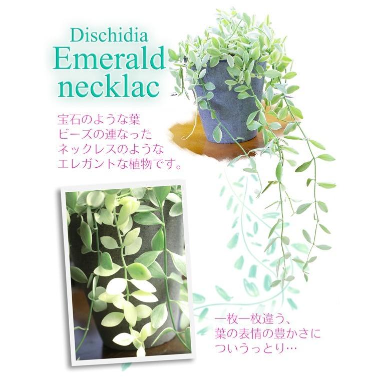 ディスキディア 『 エメラルド 』 7.5cmポット苗 : 花と緑の専門店 土