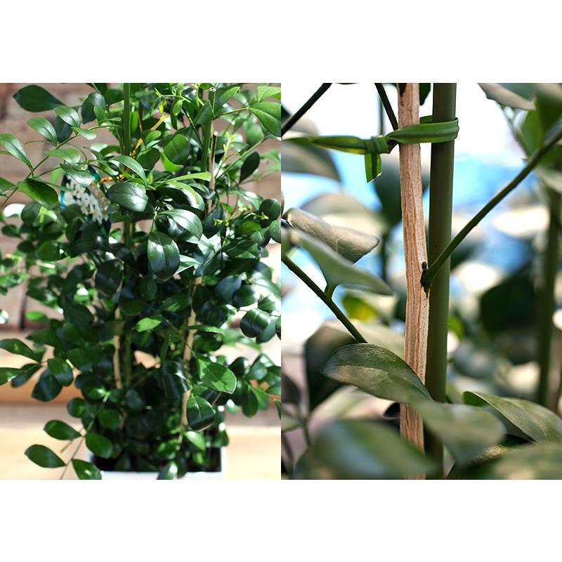 シルクジャスミン ( ゲッキツ ) 7号角鉢植え 無料包装 : 花と シルクジャスミン ( ゲッキツ ) 7号角鉢植え 無料包装 : 花と