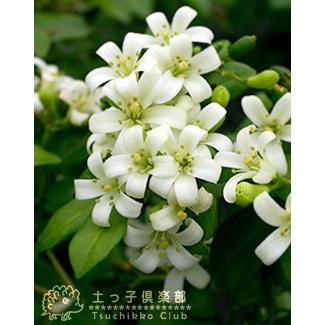シルクジャスミン （ ゲッキツ ） 7号角鉢植え 無料包装 : 花と緑の