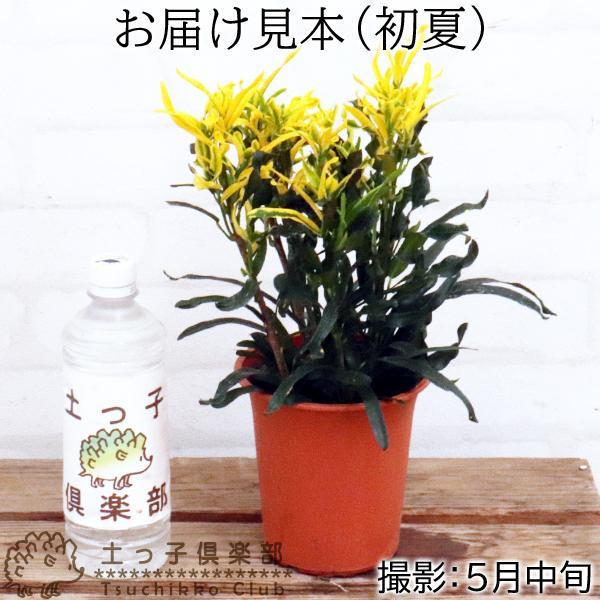 クロトン （ 黄ラセンクロトン ） 2個セット 送料無料 : 花と緑の専門