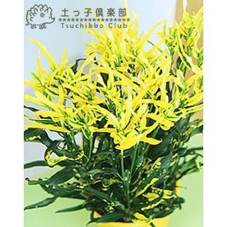 クロトン 黄ラセンクロトン 2個セット 送料無料 G 0 2ps 花と緑の専門店 土っ子倶楽部 通販 Yahoo ショッピング