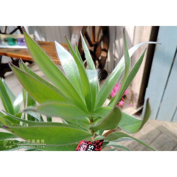 リューカデンドロン 『シルバーアフリカーナ』 4号鉢植え : 花と緑の