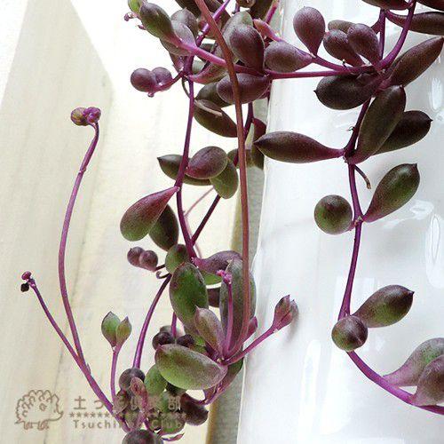 多肉植物 『 ルビーネックレス 』 7.5cmポット苗 （ 鉢と受け皿