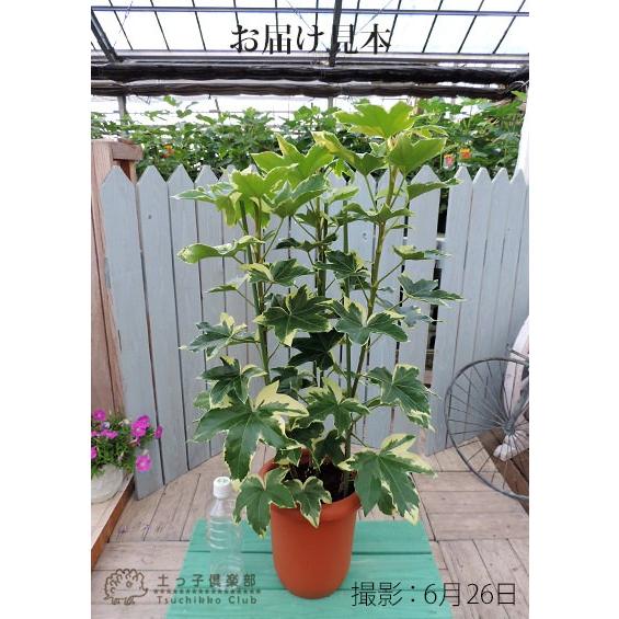 ファトスヘデラ （ ハトスヘデラ ） バリエガータ 7号ロング鉢植え