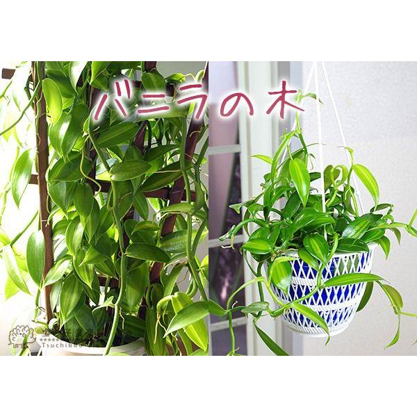バニラの木 9cmポット苗 : 花と緑の専門店 土っ子倶楽部 - 通販