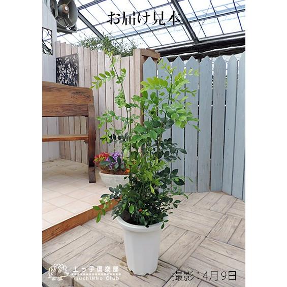 シルクジャスミン （ ゲッキツ ） 7号鉢植え 無料包装 : 花と緑の専門