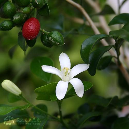 Gシルクジャスミン　ゲッキツ　花が咲き実が成る観葉植物　室内外 Gシルクジャスミン ゲッキツ 花が咲き実が成る観葉植物 室内外