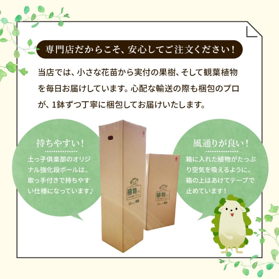 シルクジャスミン （ ゲッキツ ） 7号鉢植え 無料包装 : 花と緑の専門