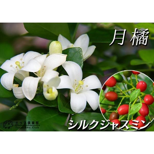 シルクジャスミン ゲッキツ 7号鉢植え 無料包装 G 102 花と緑の専門店 土っ子倶楽部 通販 Yahoo ショッピング
