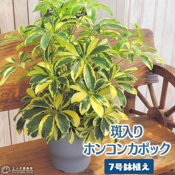 斑入りホンコンカポック （ シェフレラ ） 7号鉢植え｜produce87