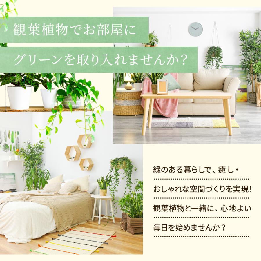 斑入りホンコンカポック （ シェフレラ ） 7号鉢植え : 花と緑の専門店
