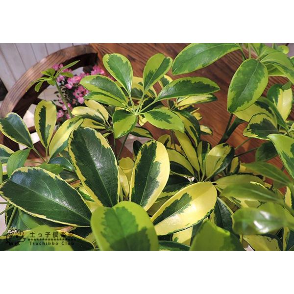 至上至上斑入りホンコンカポック （ シェフレラ ） 7号鉢植え 観葉植物