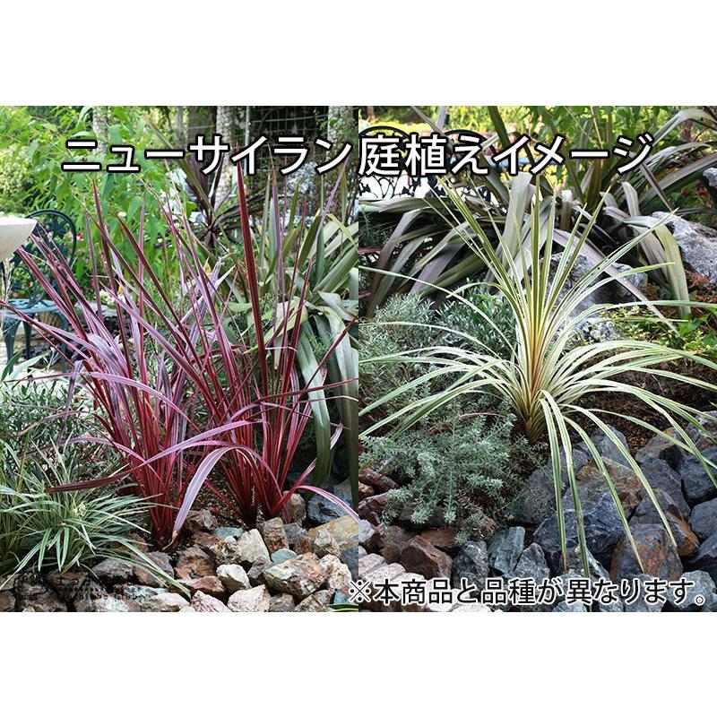 ニューサイラン　斑入り　130cm ニューサイラン 斑入り葉 ポット大苗 | 苗木部 本店 By 花ひろばオンライン