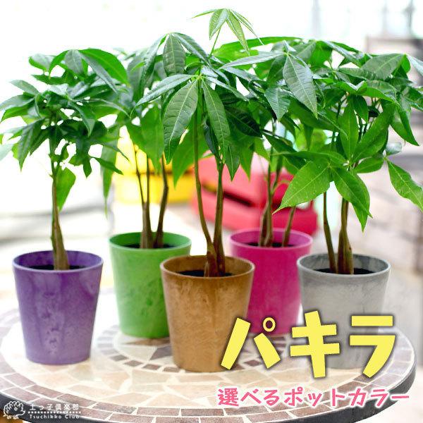 激安通販専門店 観葉植物 パキラ 選べるカラーポット入り