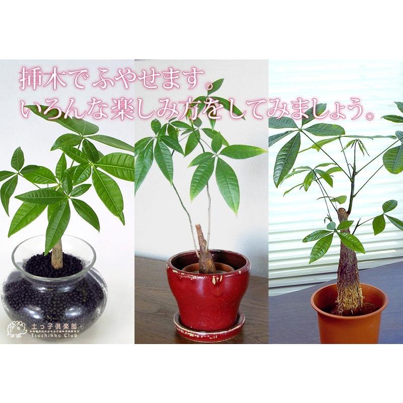 観葉植物 『 パキラ 』 選べるカラーポット入り : 花と緑の専門店 土っ