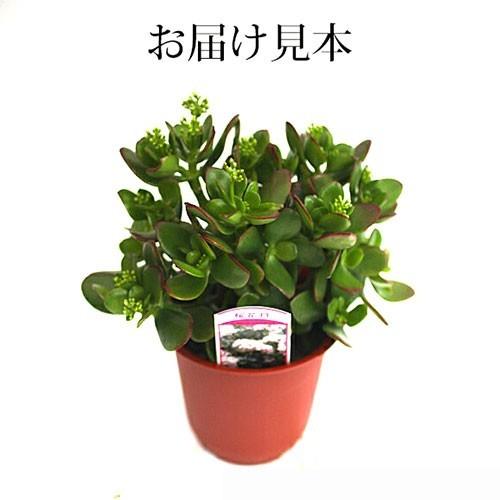 花咲く金なるの木　の一種桜花月　鉢付きメルカリ便発送 花咲く金なるの木 の一種桜花月 鉢付きメルカリ便発送 【公式通販】