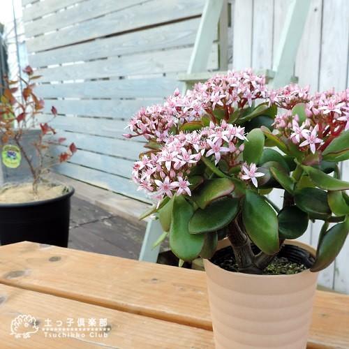 花咲く多肉植物 『 桜花月 ( サクラカゲツ )』 11cm鉢 金の 花咲く多肉植物 『 桜花月 ( サクラカゲツ )』 11cm鉢 金の