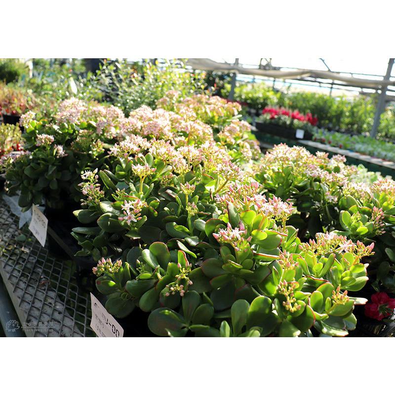 花咲く多肉植物 『 桜花月 ( サクラカゲツ )』 11cm鉢 金の 花咲く多肉植物 『 桜花月 ( サクラカゲツ )』 11cm鉢 金の