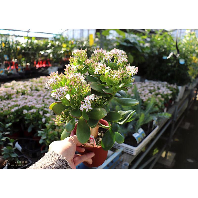 花芽付き 花咲く多肉植物 桜花月 サクラカゲツ 11cm鉢 金のなる木 G 111 花と緑の専門店 土っ子倶楽部 通販 Yahoo ショッピング