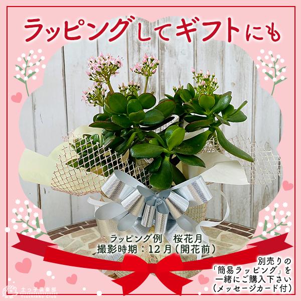 花咲く多肉植物 『 桜花月 （ サクラカゲツ ）』 11cm鉢 金のなる木