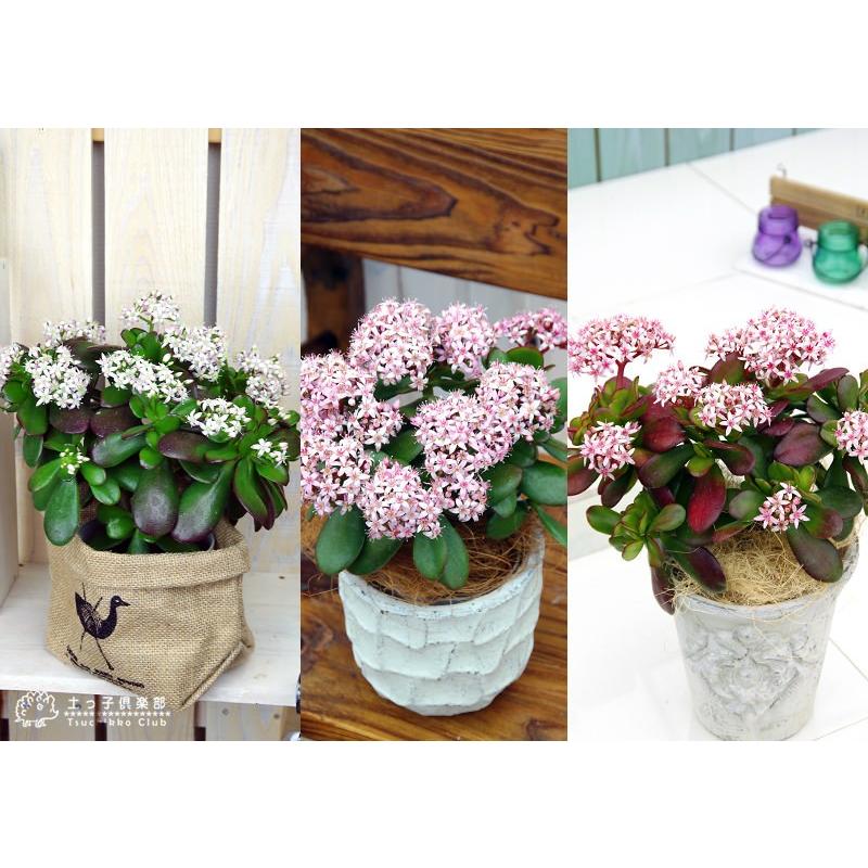 花咲く多肉植物 『 桜花月 ( サクラカゲツ )』 11cm鉢 金の 花咲く多肉植物 『 桜花月 ( サクラカゲツ )』 11cm鉢 金の