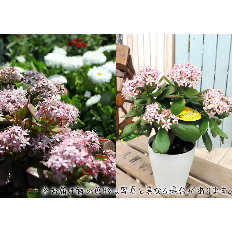 花咲く多肉植物 『 桜花月 ( サクラカゲツ )』 11cm鉢 金の 花咲く多肉植物 『 桜花月 ( サクラカゲツ )』 11cm鉢 金の