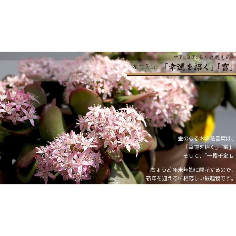 花咲く多肉植物 『 桜花月 ( サクラカゲツ )』 11cm鉢 金の 花咲く多肉植物 『 桜花月 ( サクラカゲツ )』 11cm鉢 金の